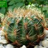 Oroya _peruviana 'neoperuviana' GC309.02_ 01